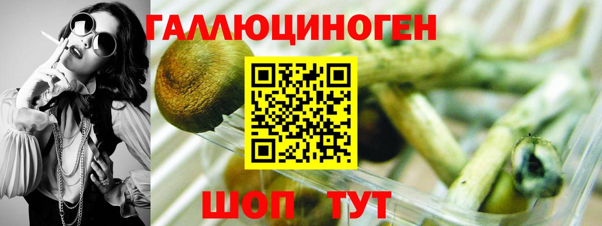 Галлюциногенные грибы Psilocybine cubensis Георгиевск